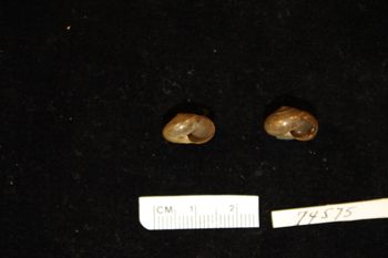 Media type: image; Malacology 74575